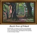 Tall beech trees with bronze bark stand in a sunlit forest, preserved as a counted cross stitch pattern. Enjoy stitching this serene scene!