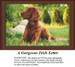 A golden Irish Setter sits gracefully on a patch of grass, framed by trees and rocks, within a counted cross stitch pattern design.