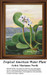 A large tropical American water plant with thick, paddle-shaped green leaves and white flowers come to life as a counted cross stitch design.
