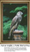 Animal Cross Stitch Patterns | Falcon Griffin, a Noble Bird of Prey