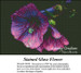 A vibrant flower design in shades of purple and green fills the canvas, set against a black background, perfect for an xstitch design.