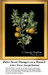 A branch with ripe and unripe oranges and fragrant orange blossoms is shown in this cross stitch chart inspired by Pierre-Joseph Redoute.