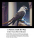 A falcon perched high between marble columns, observing birds in motion, depicted in a BAP cross stitch pattern by Tracey Marvel Kramer.