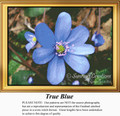 Flower Cross Stitch Pattern | True Blue