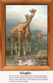 Animal Cross Stitch Pattern | Giraffes