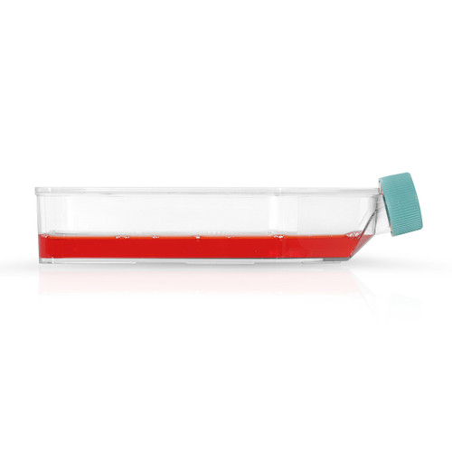 Human Pancreatic Normal Cell Culture- T25 Plated Cells - Celprogen