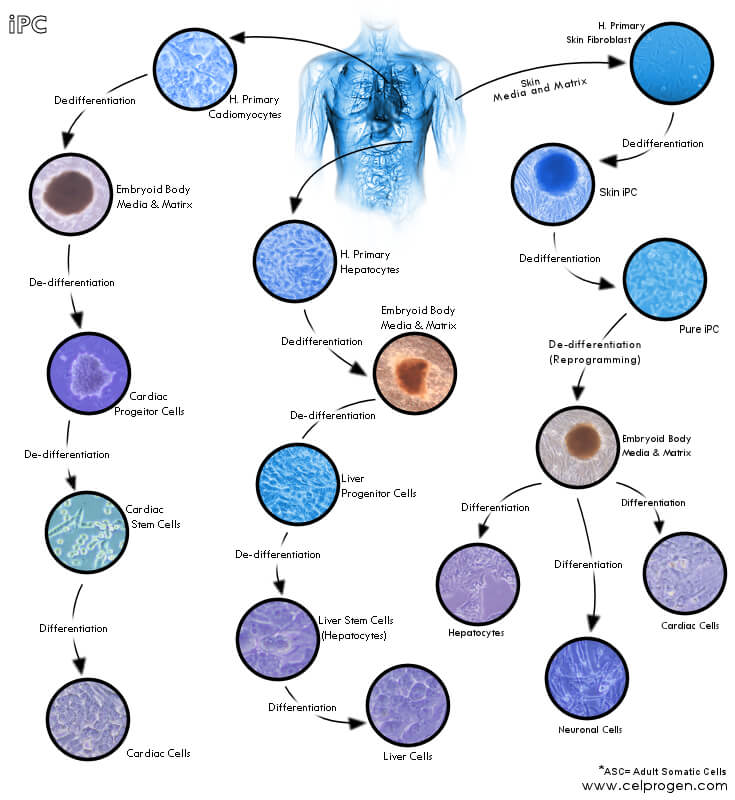 somatic-cell-reprogramming