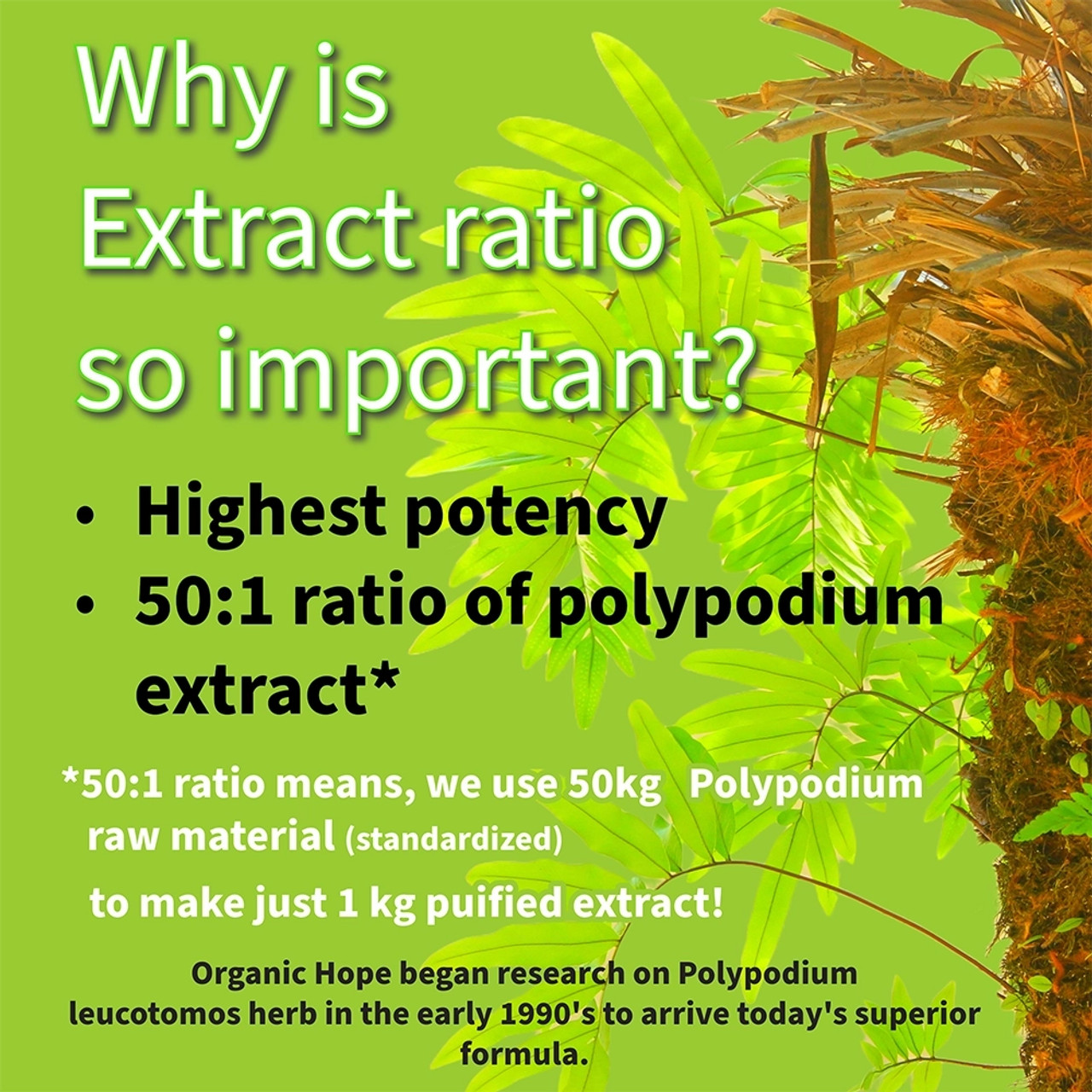 WHY IS THE EXTRACT RATIO OF POLYPODIUM LEUCOTOMOS SO IMPORTANT? The 50:1 ratio means we start with 50kg of Polypodium raw material (standardized) to end up with just 1kg of concentrated, purified extract. This is the highest concentration/potency we have been able to achieve since we began research on Polypodium leucotomos herb in the early 90s.