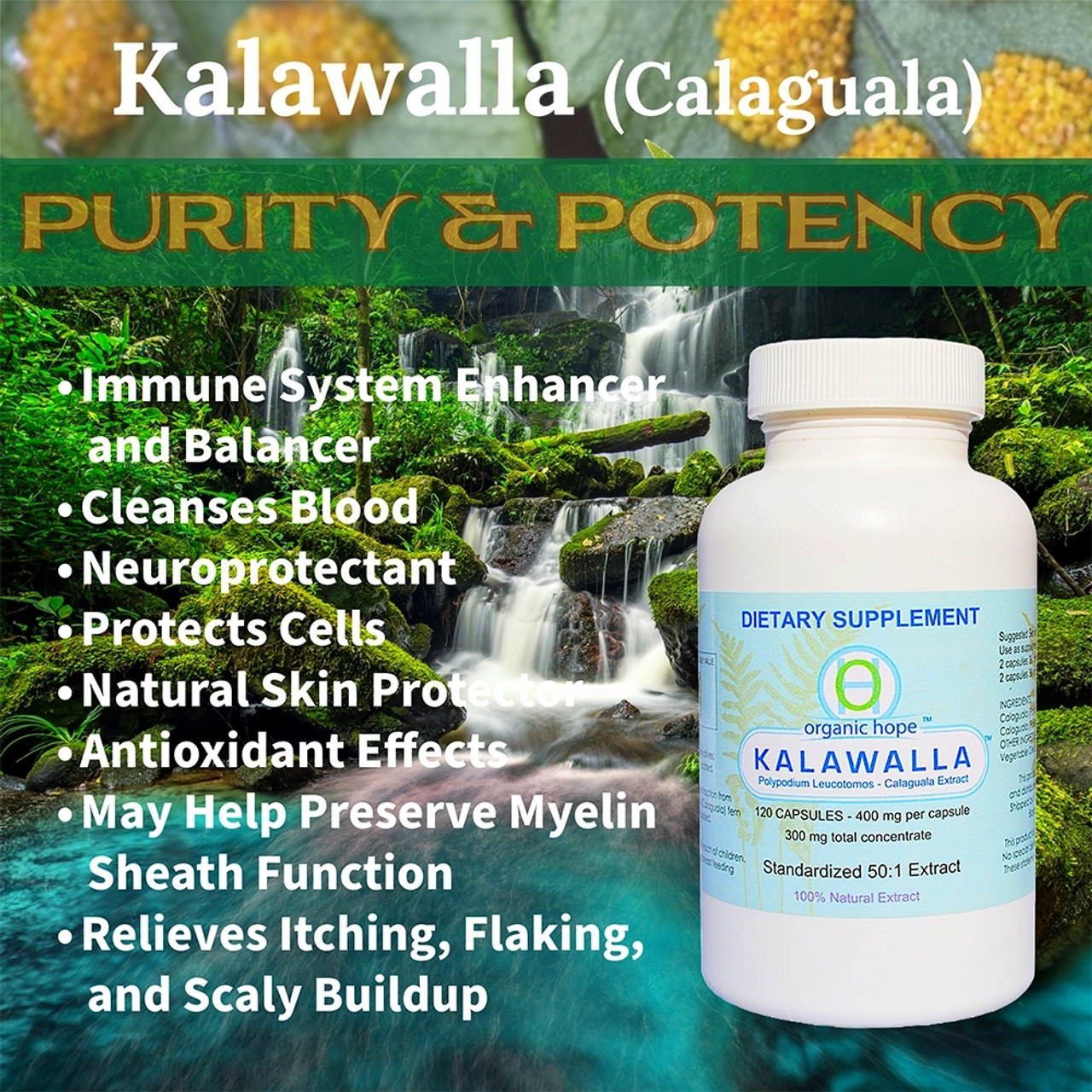 PURITY & POTENCY: Kalawalla is manufactured under cGMP compliant processes so you are assured to receive a top quality product. Kalawalla is NON-GMO, and does not contain preservatives, fillers, artificial colors, flavors, sugar, soy, dairy, corn, gluten or wheat. Organic Hope Kalawalla formula is clean and pure. Our vegan friendly polypodium herb is made with vegetable cellulose capsules, making it a perfect choice for everyone. Every batch is quality tested for purity and potency. Our polypodium leucotomos extracts are certified by four different independent laboratories for purity and quality.
