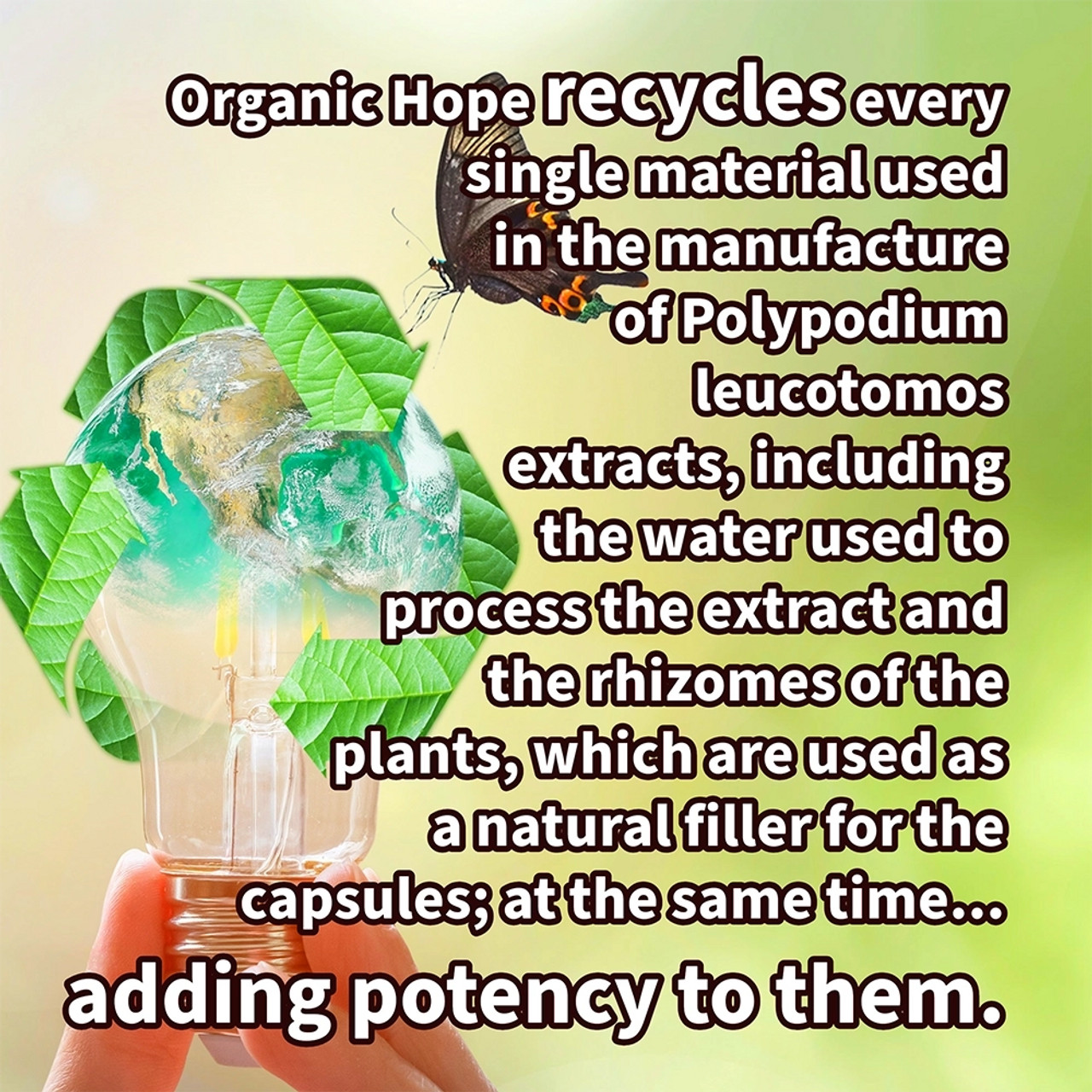 WITH THE PLANET IN MIND: Organic Hope recycles every single material used in the manufacturing of Polypodium leucotomos extracts, including the water used to process the extract and the rhizomes of the plants, which are used as a natural filler for the capsules; at the same time adding potency to them.
