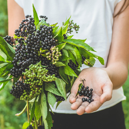The Top Health Benefits of Elderberries 