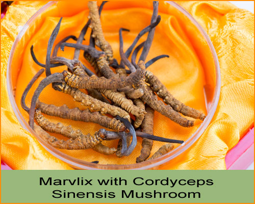 Marvlix | Cordyceps Sinensis Mushroom