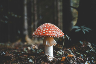 08.02.26 The Magestic Mushroom with Ellen