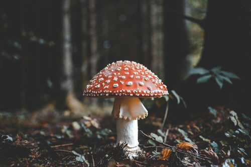 08.02.26 The Majestic Mushroom with Ellen