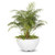 Luna Planter Bowl | The Outdoor Plus - Limmestone