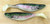(18) Luck-E-Strike Shad Minnow Swimbait 5" Rainbow Trout Bulk Lot #1 Brand New FREE SHIPPING