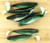 (10) Luck-E-Strike Shad Minnow Swimbait 6" Black & Green Bulk Lot #2 Brand New FREE SHIPPING