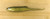 (5) Packs Castaic Giant Jerky J 7” Swimbaits Minnows Golden Shiner Brand New