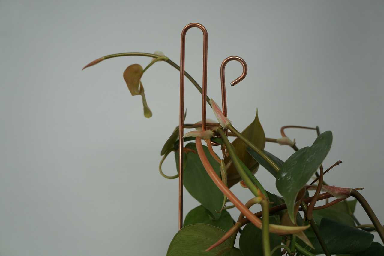 Plant Stake Sticks (set of 4) for Supporting Plants