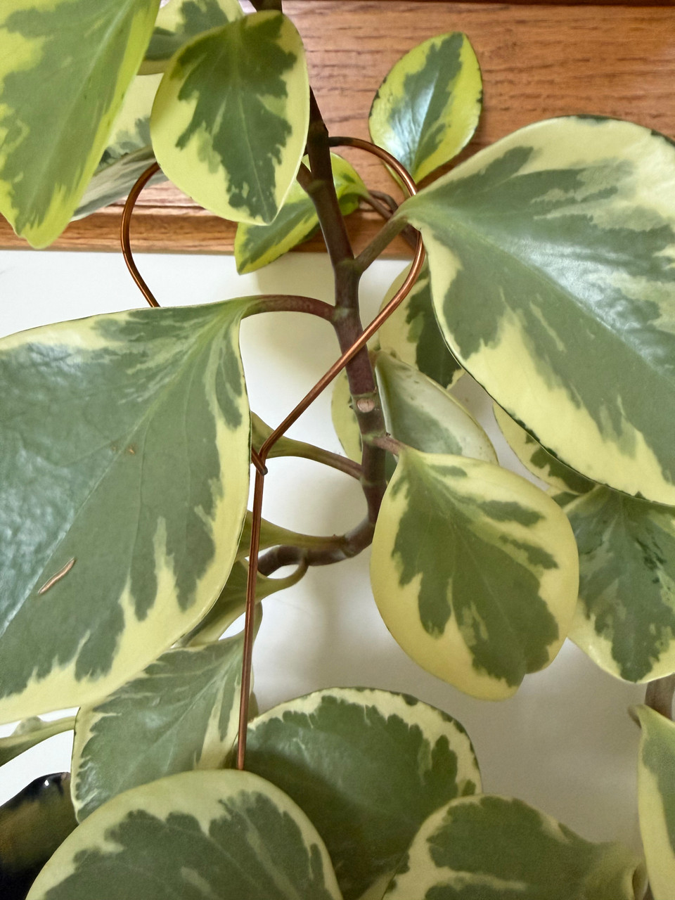 Decorative Heart Plant Stakes – Set of 6