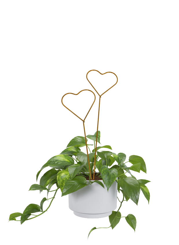 indoor polka dot plant Pink Polka Dot Plant | Indoor Houseplants for Delivery main image 1