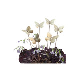 6 butterfly plant stakes in plant 6 butterfly plant stakes in plant