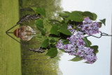 Diamond Leaf Plant Propagation Rooting Vase with lilacs