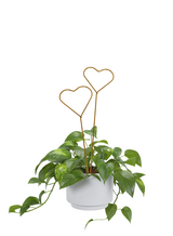 2 heart plant sticks in wandering potted plant