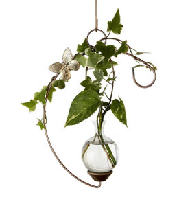 Crescent Plant Propagation Rooter Vase with wondering plants in water Crescent Plant Propagation Rooter Vase with wondering plants in water