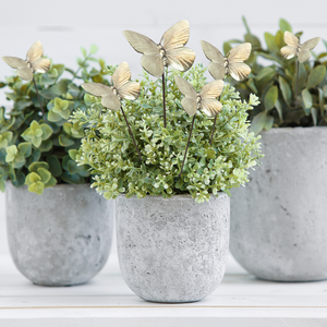 6 Butterfly Plant Sticks in 3 Potted Plants 6 Butterfly Plant Sticks in 3 Potted Plants