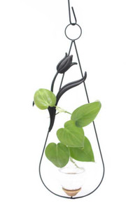 Tulip hanging rooting vase with black powder coat finish and handblown glass vase with pothos in water