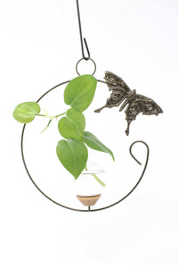 Butterfly hanging rooting vase with gold vein finish and handblown glass vase with pothos in water