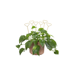 6 heart plant sticks in wandering potted plant