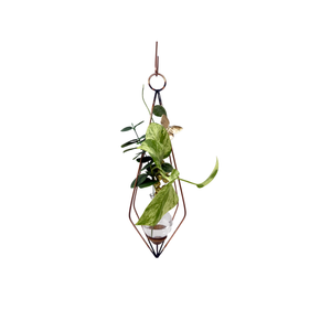 Hanging glass propagation vase with brass butterfly on dimensional diamond-shaped copper frame with plant