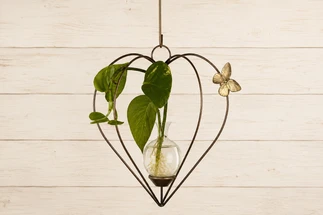 Why Pothos Is My Favorite Plant to Propagate
