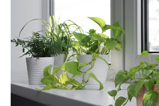 Spring Plant Care Tips for Healthy Indoor Plants