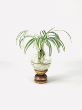 The Health Benefits of Rooting Plants