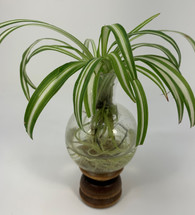 Advantages of Using a Brass Butterfly Vase for Water Propagation