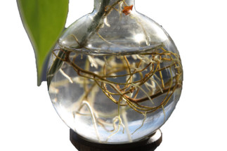 What Is a Rooter? A Simple Guide to Propagation Vases