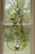 Teardrop hanging rooting vase with Brass Butterfly accent and handblown glass vase with plants hanging in a window