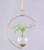 Crescent hanging rooting vase with Brass Butterfly accent and handblown glass vase with spider plant in water