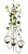 Triple hanging rooting vase with Brass Butterfly accent and three handblown glass vases with ivy cuttings in each vase
