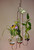 Triple hanging rooting vase with Brass Butterfly accent and three handblown glass vases with plants and flowers in water