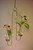 Double hanging rooting vase with Brass Butterfly accent and two handblown glass vases with plants and flowers in water against a tan background