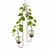 Double hanging vase with Brass Butterfly accent and pothos cuttings