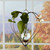 Dimensional heart hanging rooting vase with copper finish, Brass Butterfly accent, and handblown glass vase with pothos plant in a window