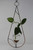 Minimalist teardrop hanging glass vase with wandering plant cutting