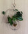 Minimalist Plant Propagation Rooter Vase hanging with plant