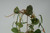 Decorative plant stakes displayed in ivy plant pot