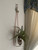 Air plant displayed in decorative wall hanging holder